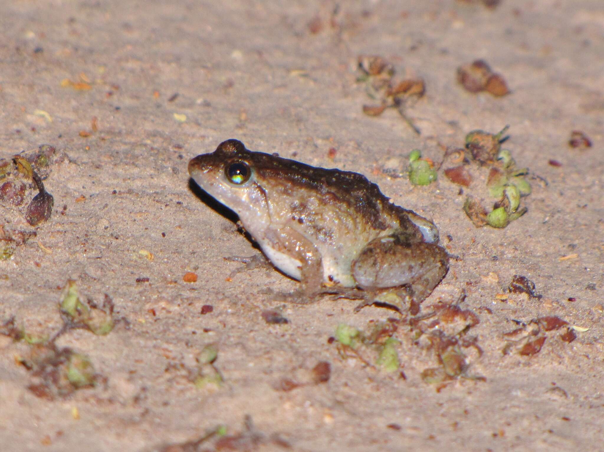 Image of Phrynobatrachus acridoides (Cope 1867)