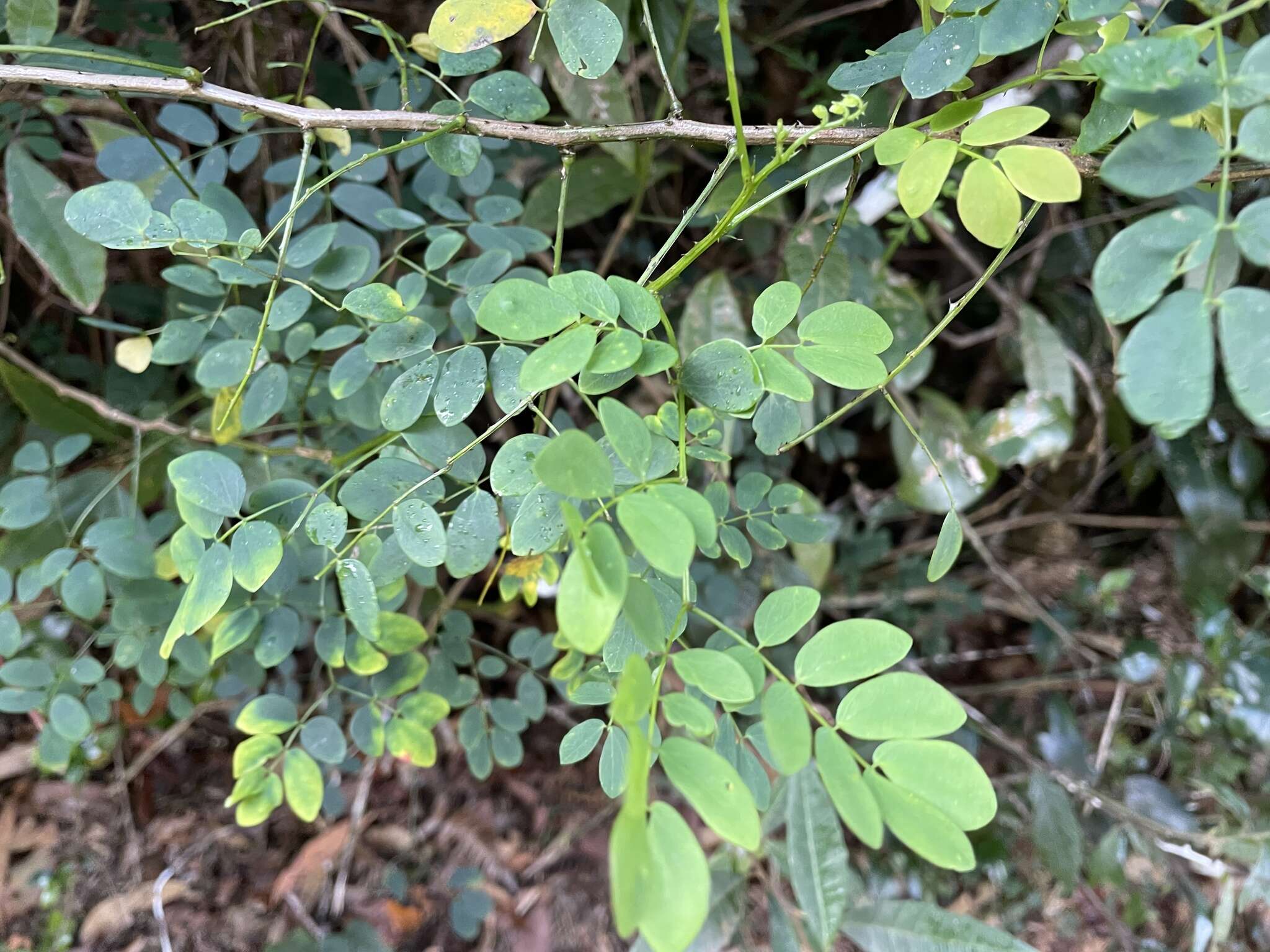 Sivun Mimosa ceratonia L. kuva