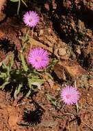 Image of Drosanthemum striatum (Haw.) Schwant.