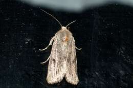 صورة Spodoptera exempta Walker 1856