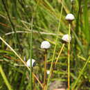 Sivun Eriocaulon australe R. Br. kuva