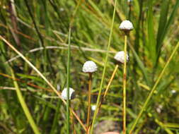 Image de Eriocaulon australe R. Br.