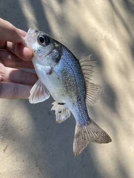 Image of Australian bass