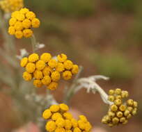 Imagem de Helichrysum aureonitens Sch. Bip.