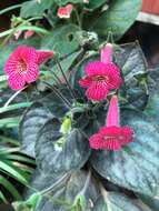 Imagem de Kohleria amabilis (Planch. & Linden) Fritsch