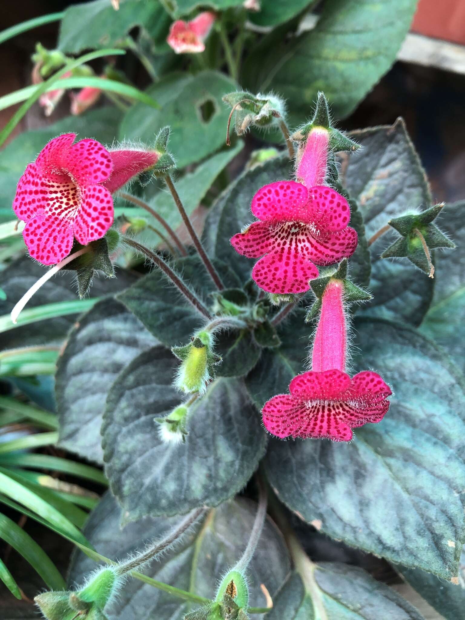 Imagem de Kohleria amabilis (Planch. & Linden) Fritsch