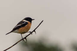 Image of African Stonechat