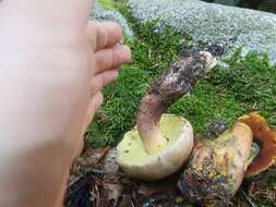 Image of Scarlet-stemmed Bolete