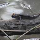 Image of Weber&#39;s mudskipper