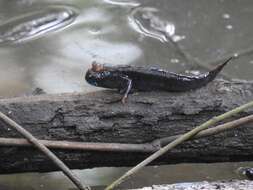 Image of Weber&#39;s mudskipper