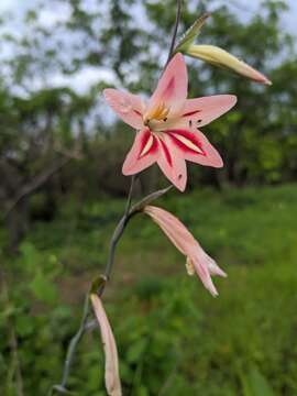 Image of Gladiolus decoratus Baker