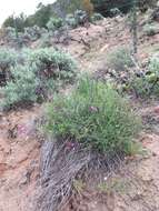 صورة Astragalus coltonii M. E. Jones