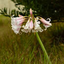 Image of Crinum lineare L. fil.