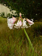 Image of Crinum lineare L. fil.