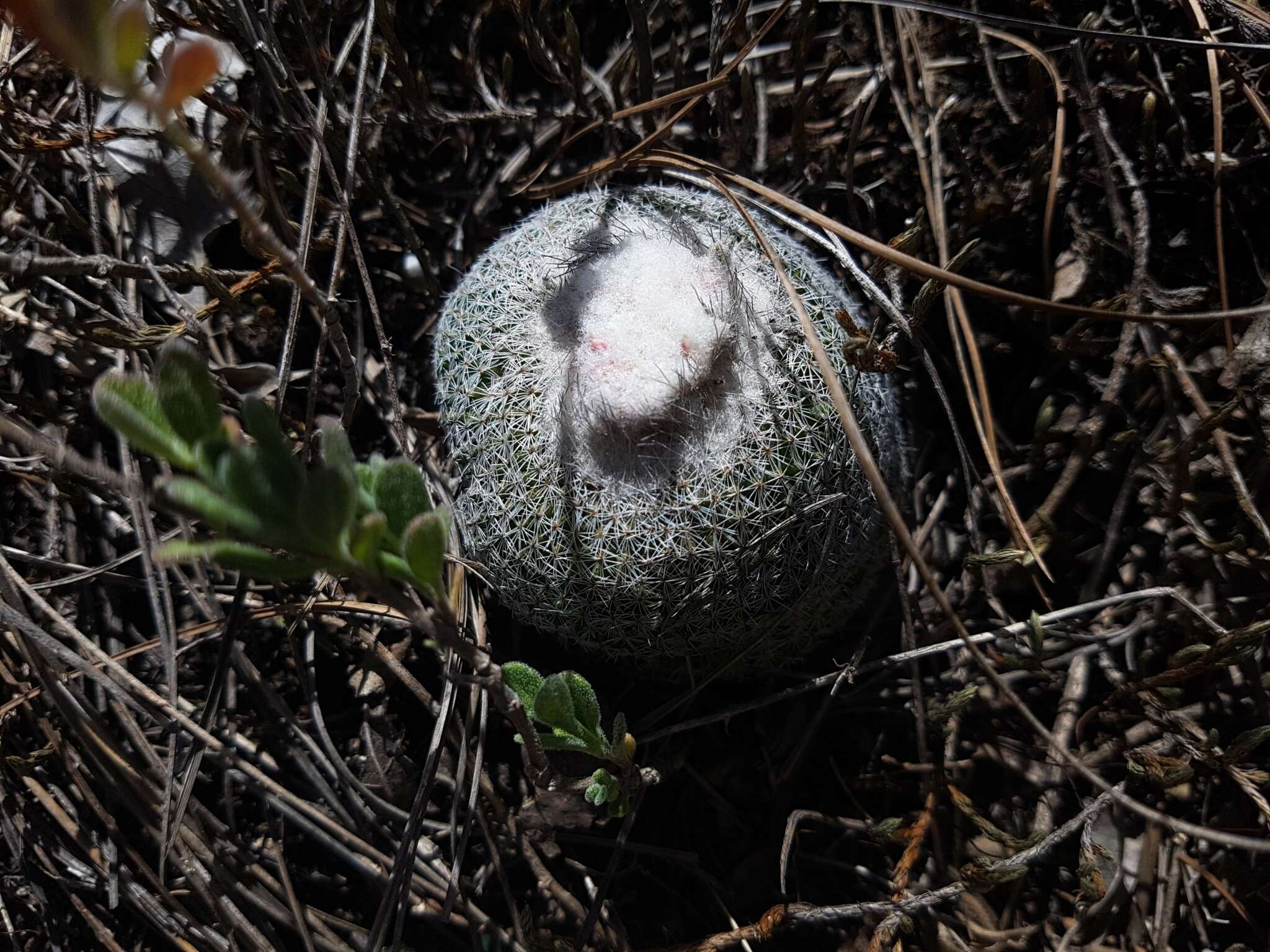 Image of Epithelantha greggii (Engelm.) Orcutt