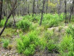 Image of Gaping Mint-bush