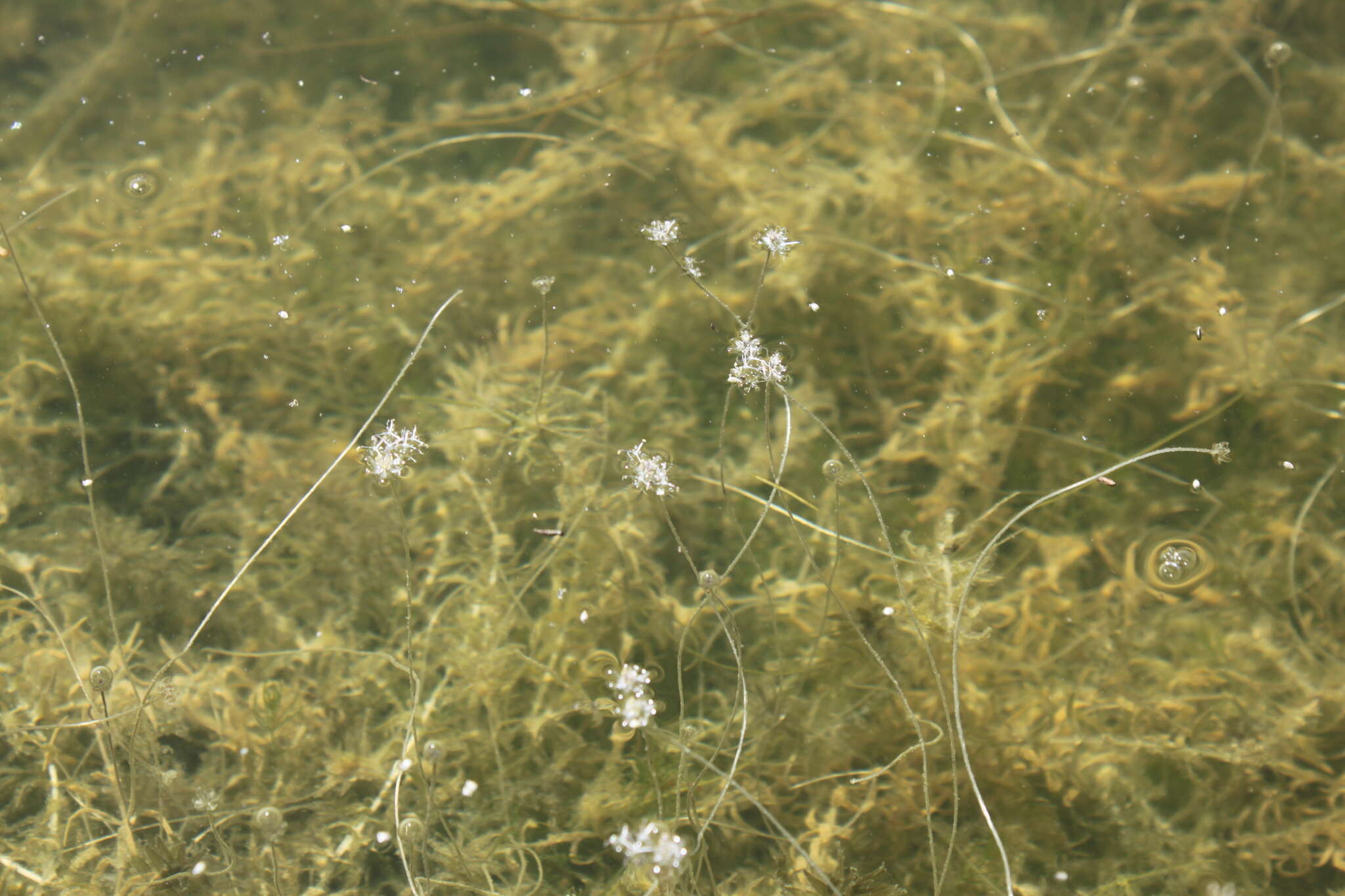 Слика од Lagarosiphon muscoides Harv.