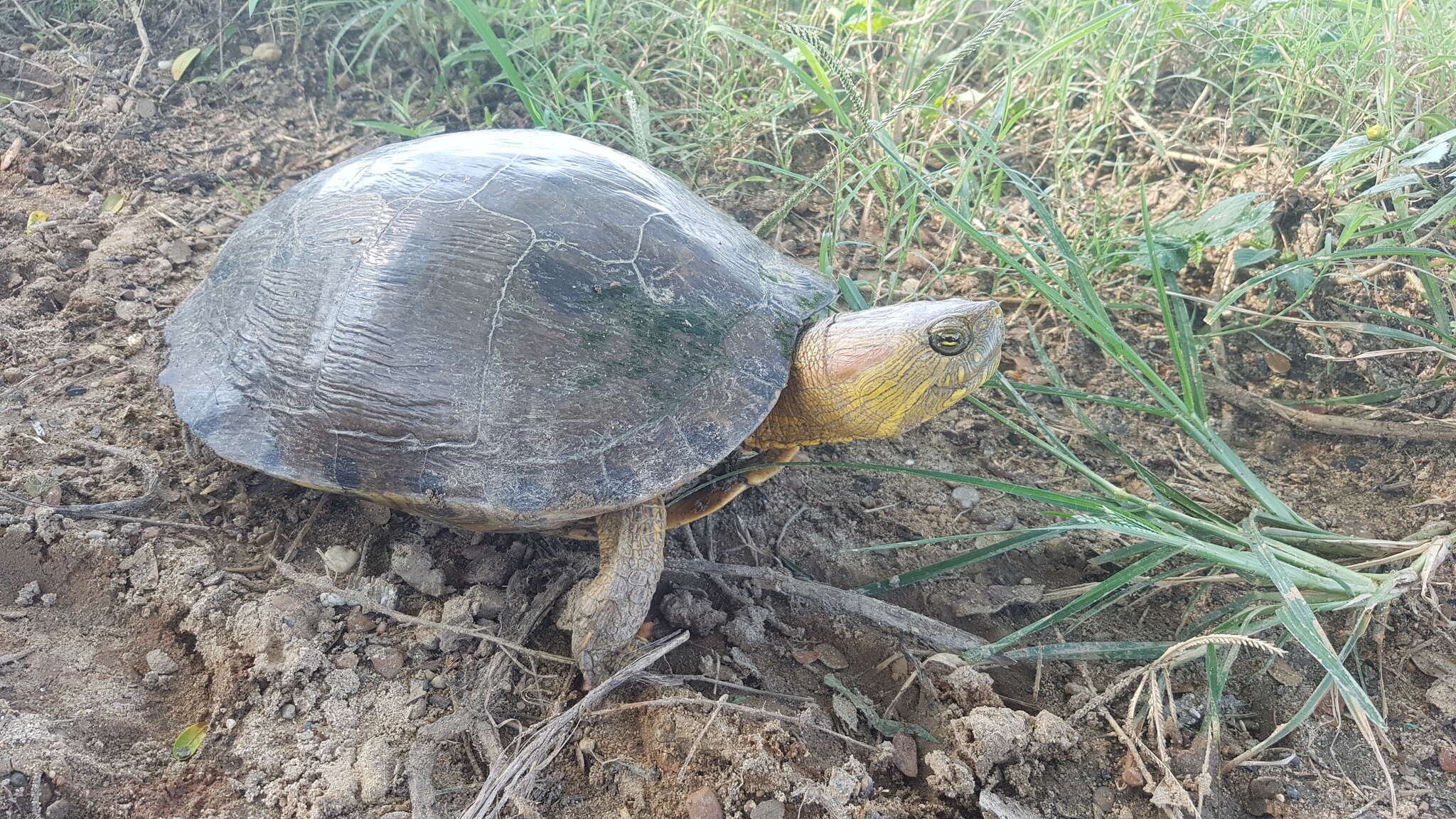 Image of Trachemys callirostris callirostris (Gray 1855)