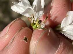 Image of Allegheny Serviceberry