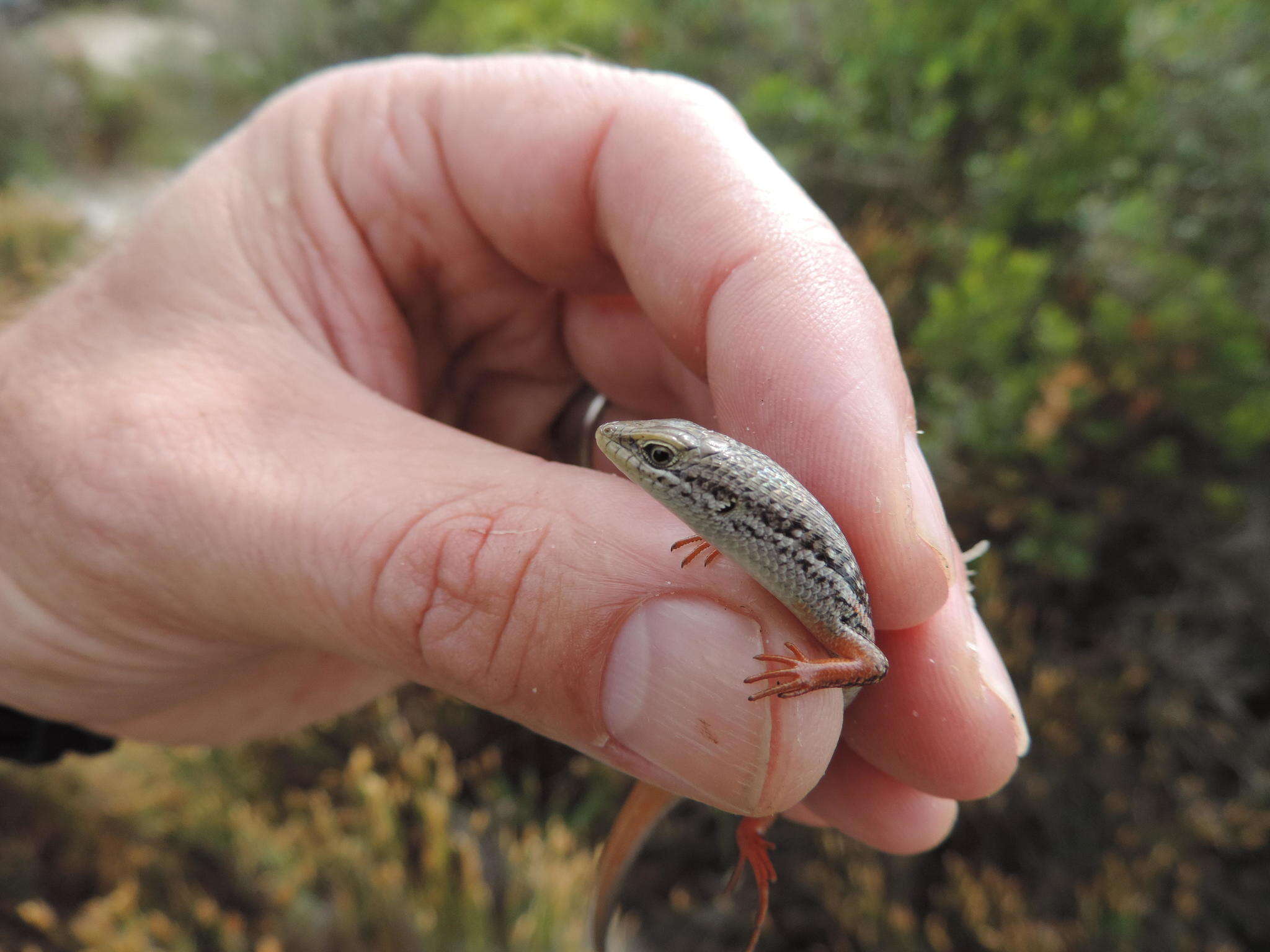 Image of Trachylepis homalocephala (Wiegmann 1828)