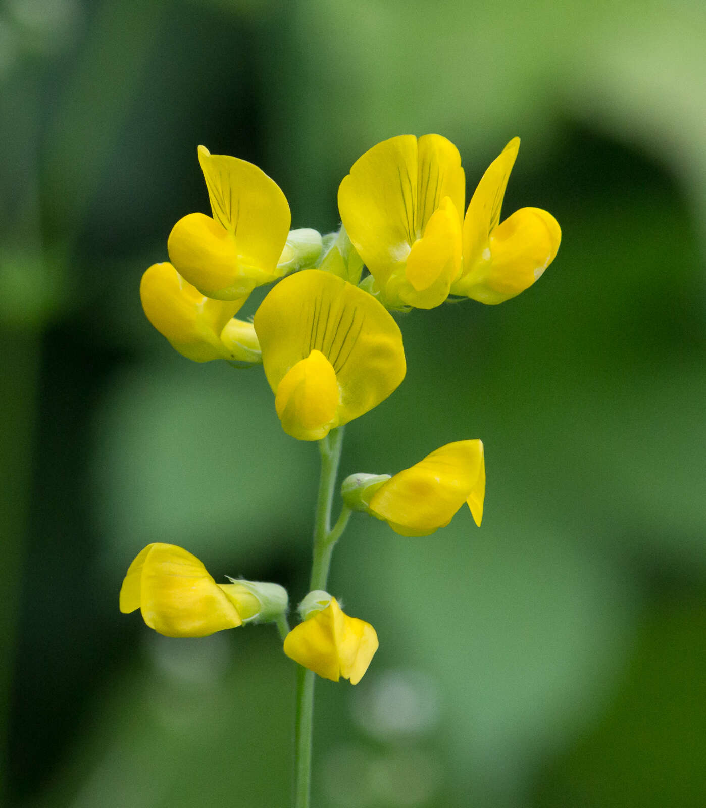 Слика од Lathyrus pratensis L.