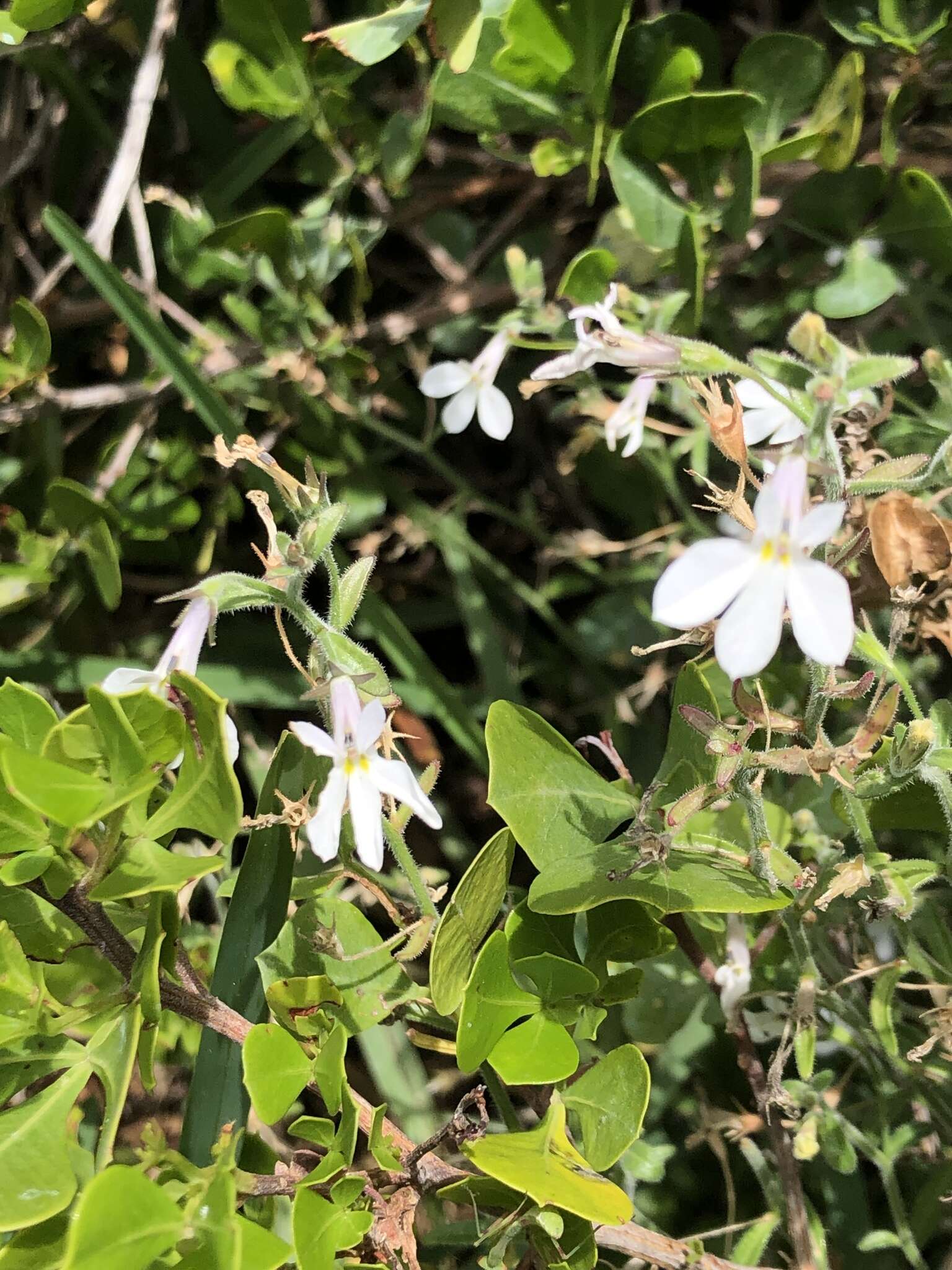 Imagem de Lobelia pubescens Aiton