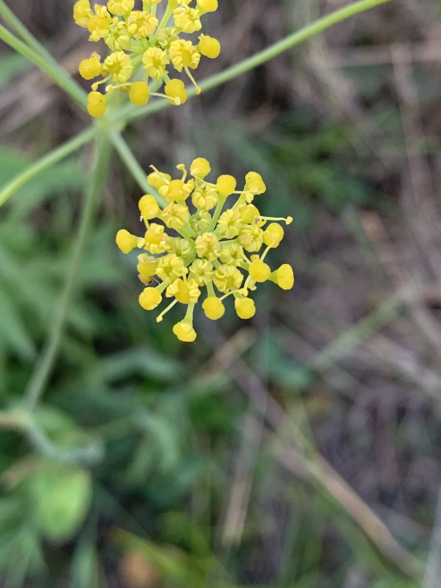 Слика од Afrosciadium magalismontanum (Sond.) Winter