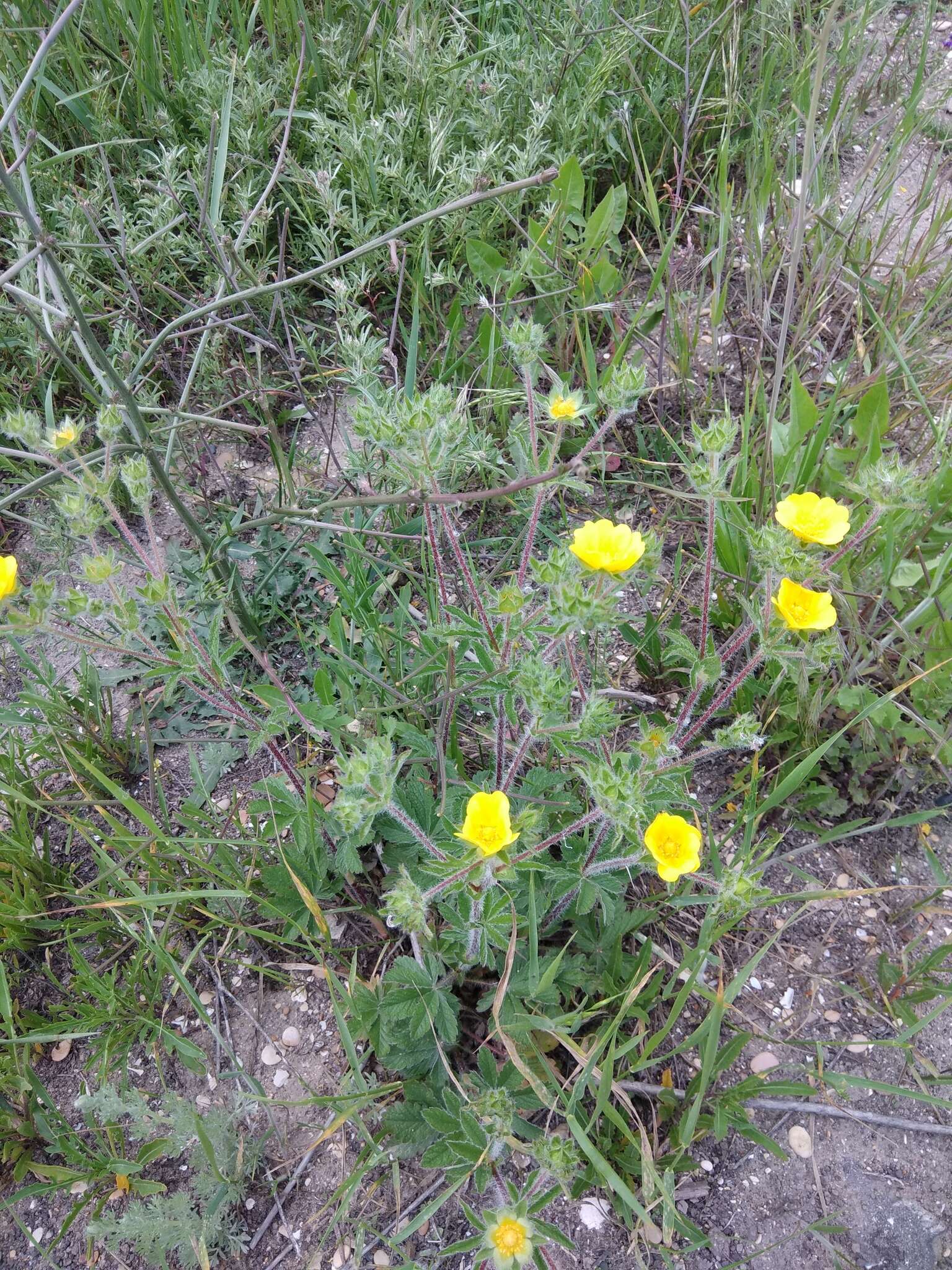 Слика од Potentilla pedata Willd.