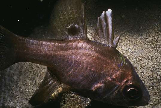 Image of Apogonichthyoides