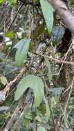 Image de Passiflora urnifolia Rusby