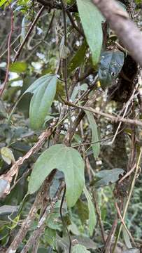 Image de Passiflora urnifolia Rusby