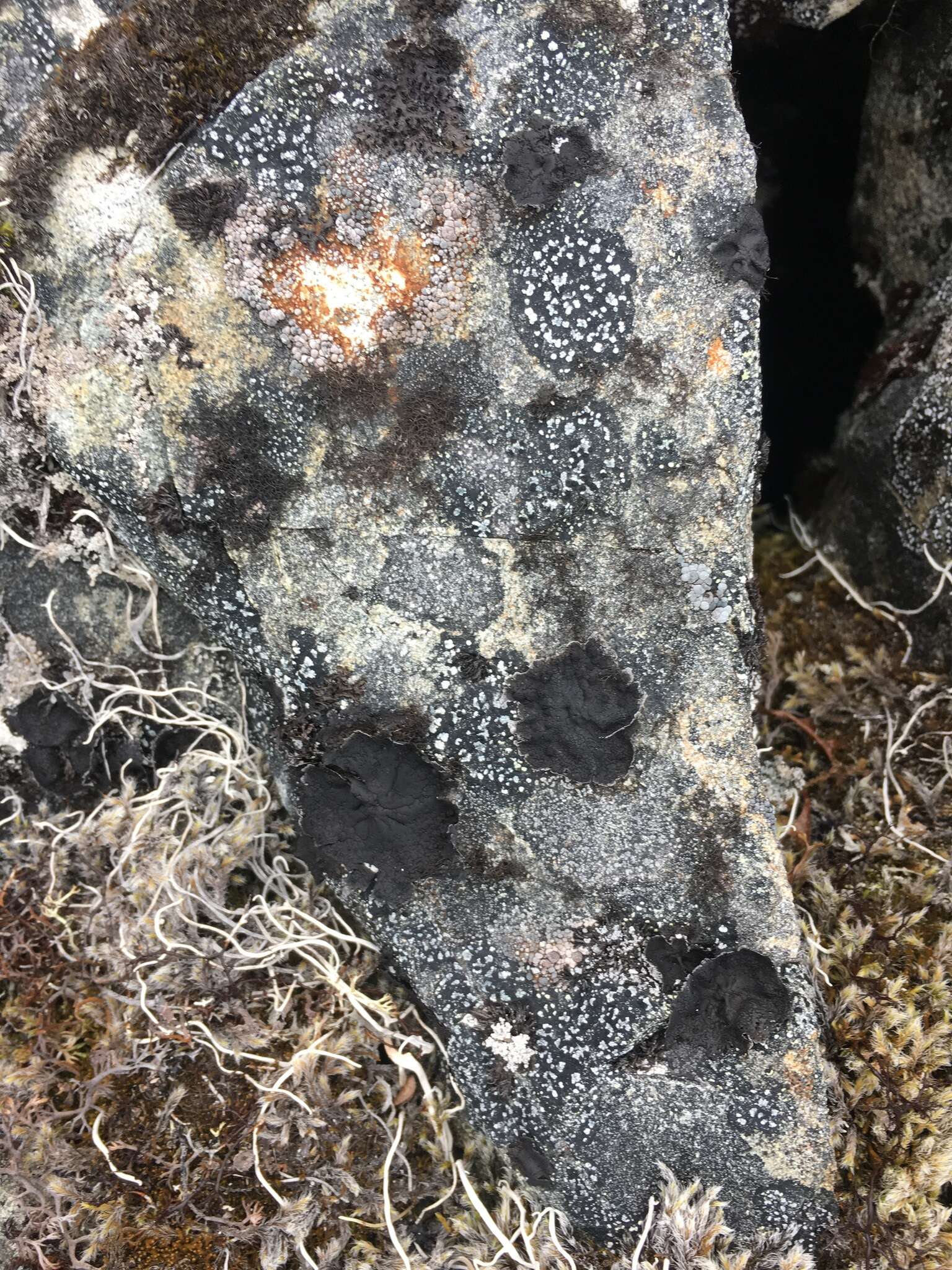 Image of navel lichen