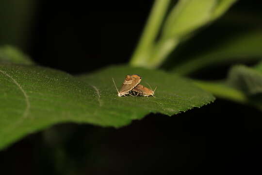 Image of Eurasian Hemp Moth