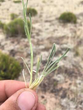 Image de Erigeron pulcherrimus A. A. Heller