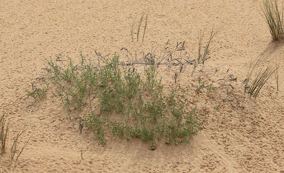 Dianthus squarrosus Bieb.的圖片