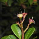 Image of Syzygium ngoyense (Schlechter) Guillaum.