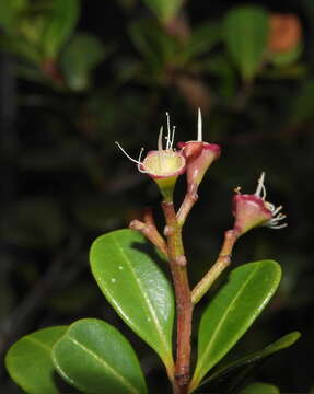 Image of Syzygium ngoyense (Schlechter) Guillaum.