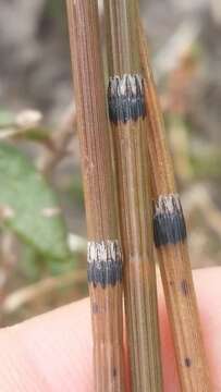 Image of variegated horsetail