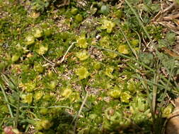 Cherleria sedoides L.的圖片