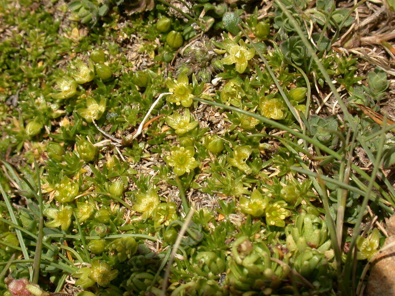 Plancia ëd Cherleria sedoides L.