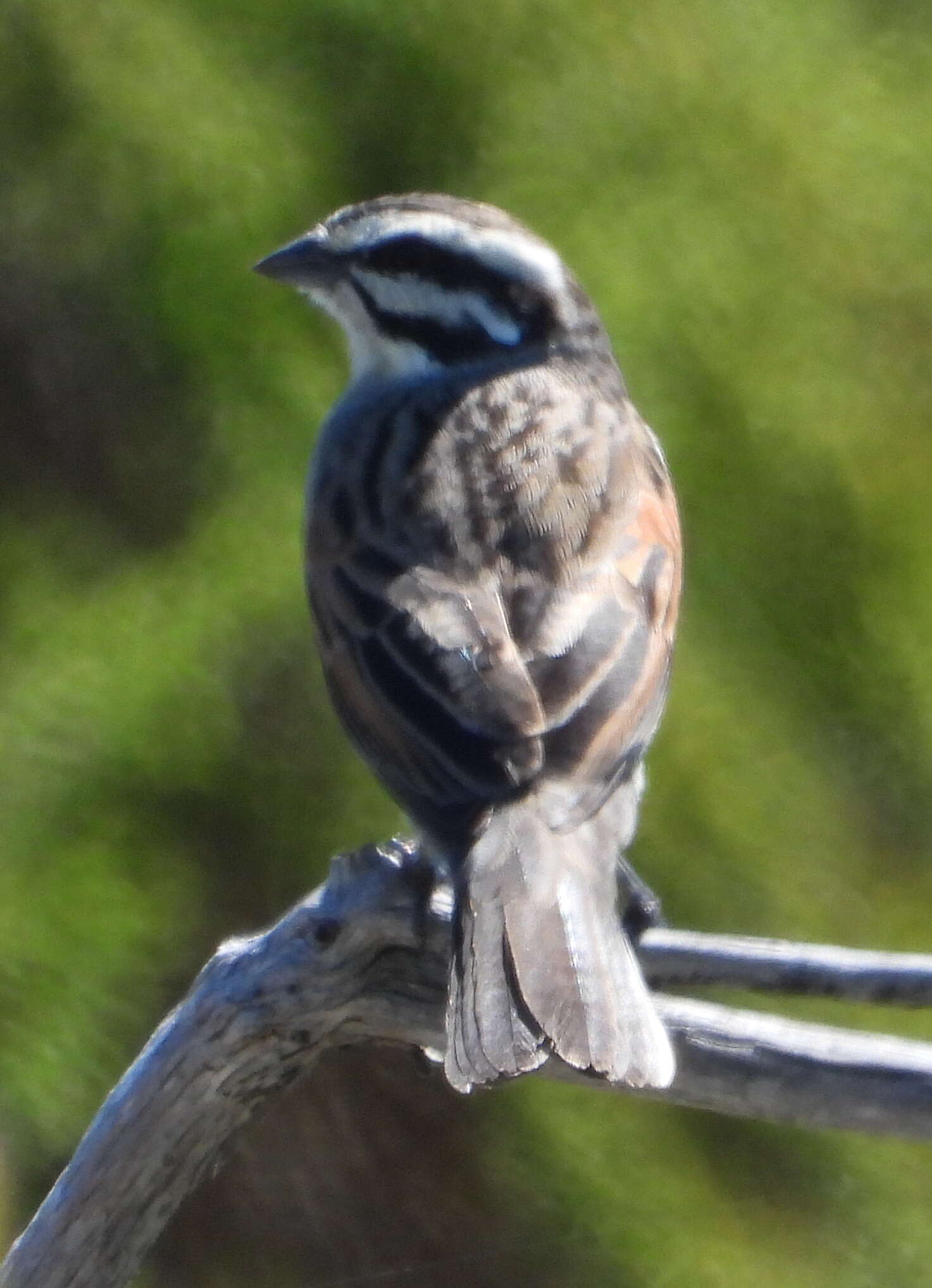 Image of Cape Bunting