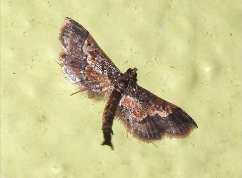 Image of Ornate Hydriris Moth