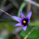 Image of Romulea linaresii subsp. graeca Bég.