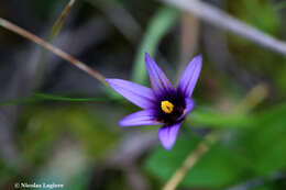 Sivun Romulea linaresii subsp. graeca Bég. kuva