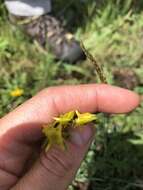 Image of Mt. Graham Spurred-Gentian