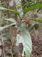 Imagem de Clerodendrum deflexum Wall.