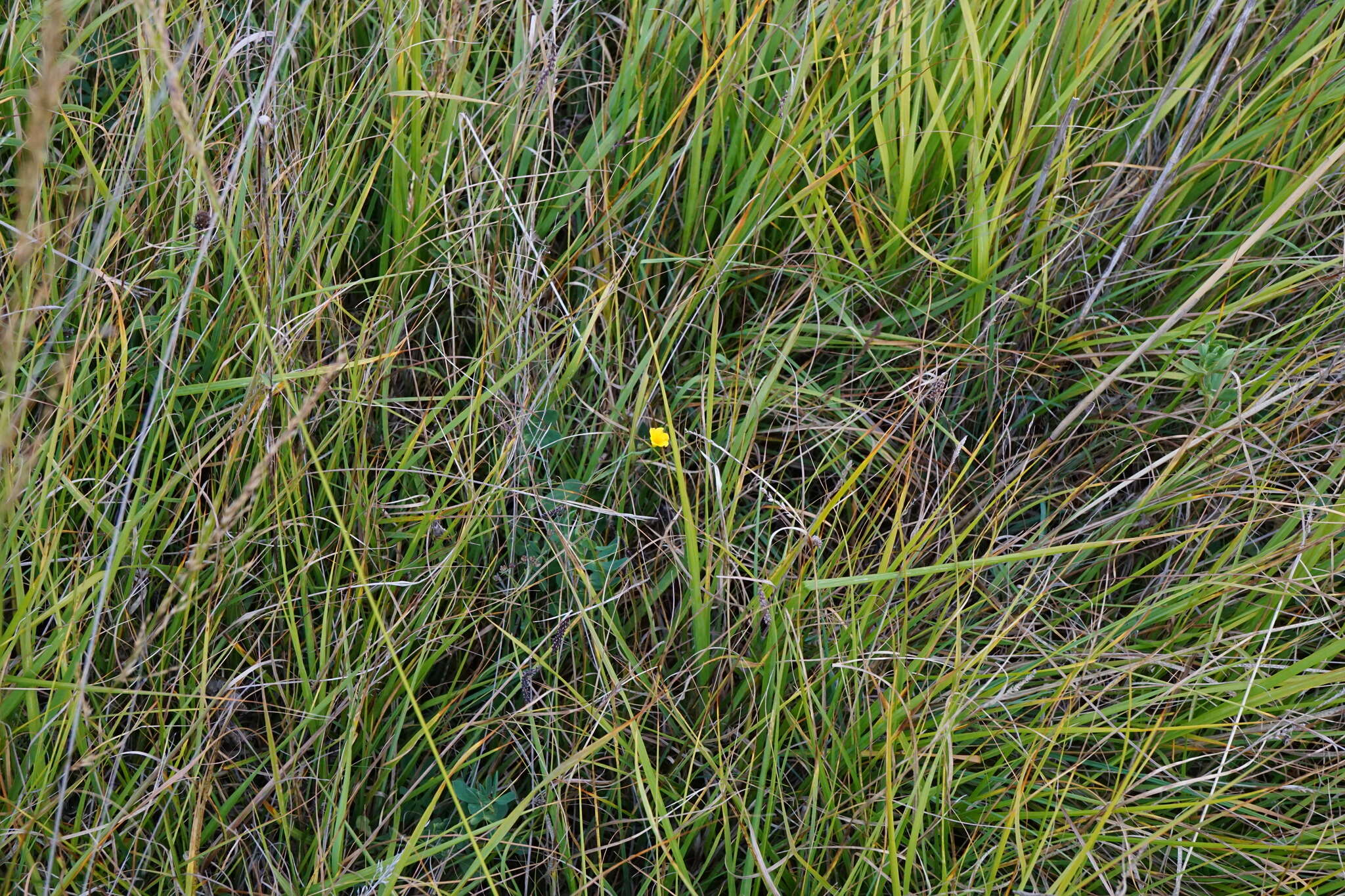 Image of Linum maritimum L.