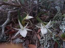 Imagem de Angraecum rutenbergianum Kraenzl.