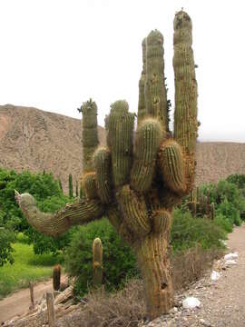 Image de Echinopsis terscheckii (J. Parm. ex Pfeiff.) H. Friedrich & G. D. Rowley