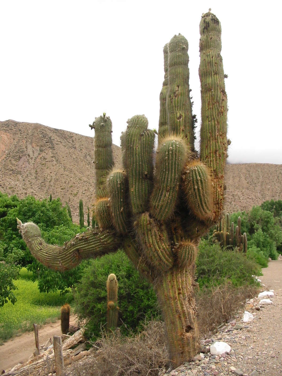 Image of Echinopsis terscheckii (J. Parm. ex Pfeiff.) H. Friedrich & G. D. Rowley